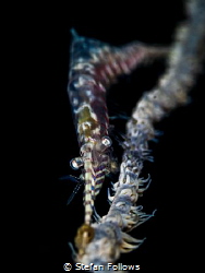 Omnipresent
Sawblade Shrimp - Tozeuma armatum
Chaloklum... by Stefan Follows 